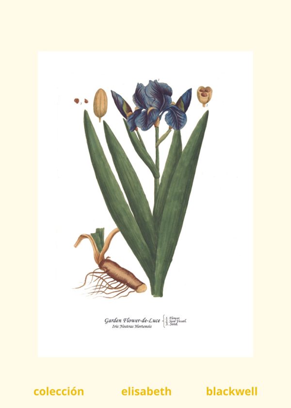 Lámina botánica de iris de la colección Elizabeth Blackwell de Colorado