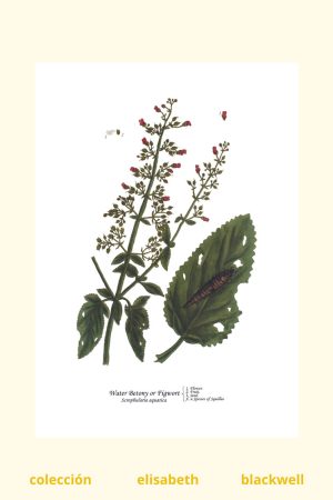 lámina de escrofularia acuática