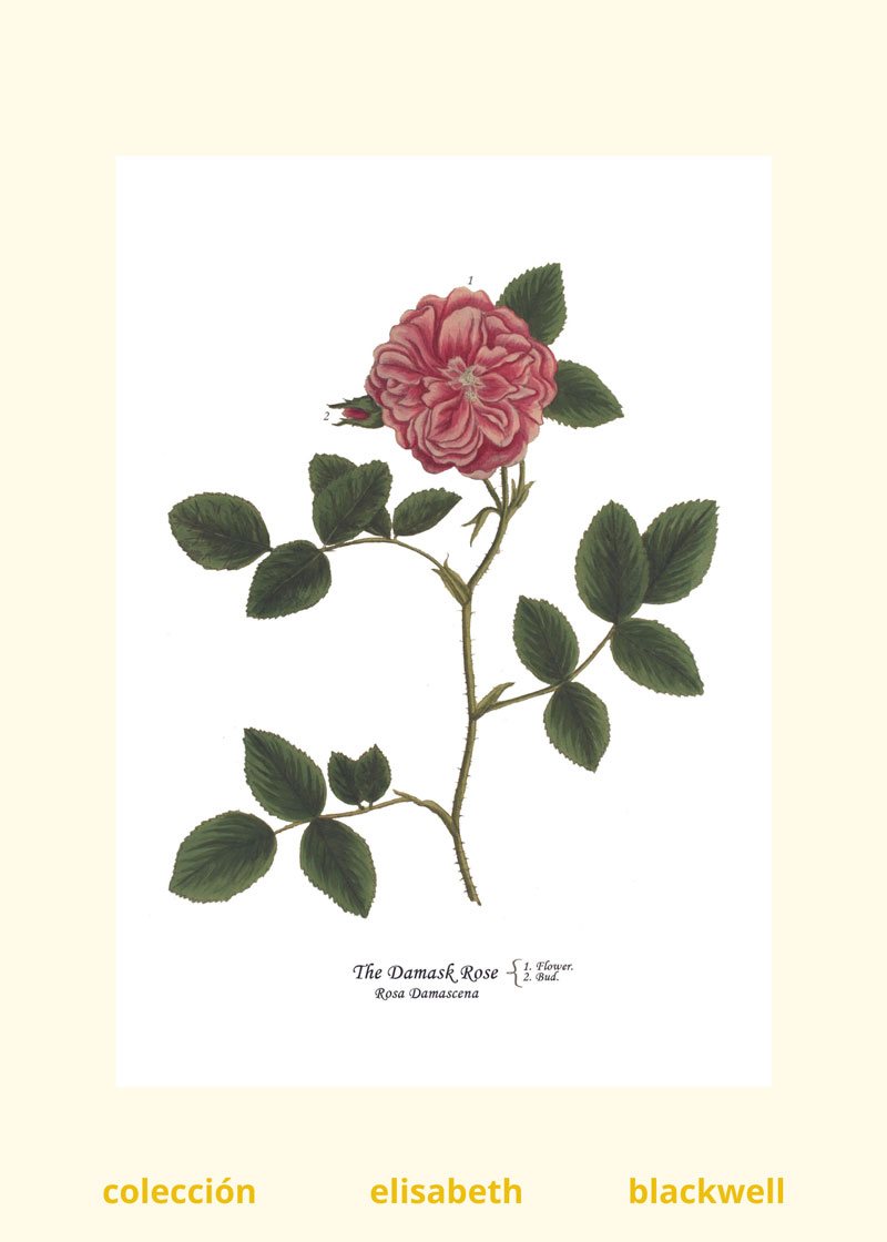 Lámina botánica de rosa de la colección Elizabeth Blackwell de Colorado
