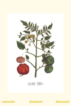 lámina de tomate