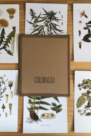 pack de láminas botánicas