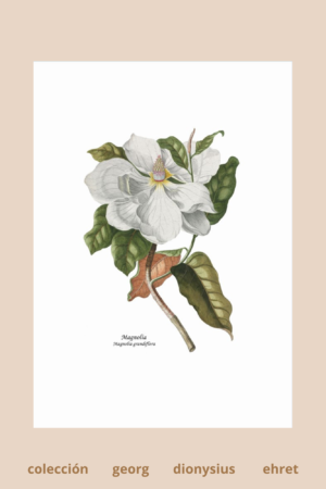 Lámina de Magnolia