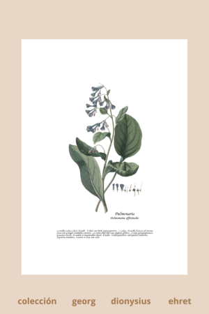 Lámina de Pulmonaria