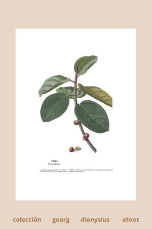 Lámina de Ficus