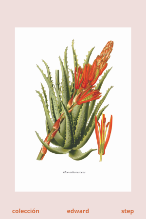 lámina de Aloe Vera
