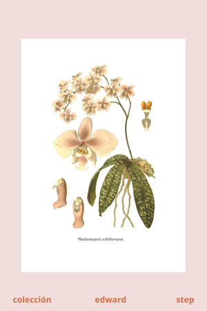 lámina de Orquídea Mariposa