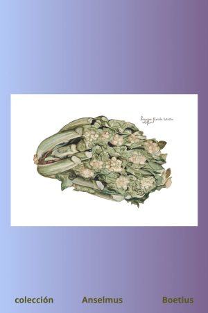 lámina de coliflor