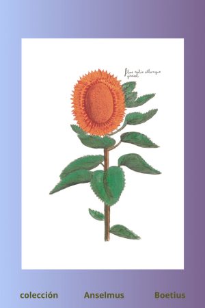 lámina de girasol