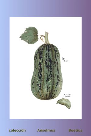 lámina de calabaza