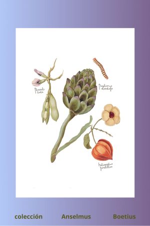 lámina de alcachofa, haba y farolillo