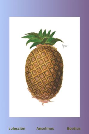 lámina de piña