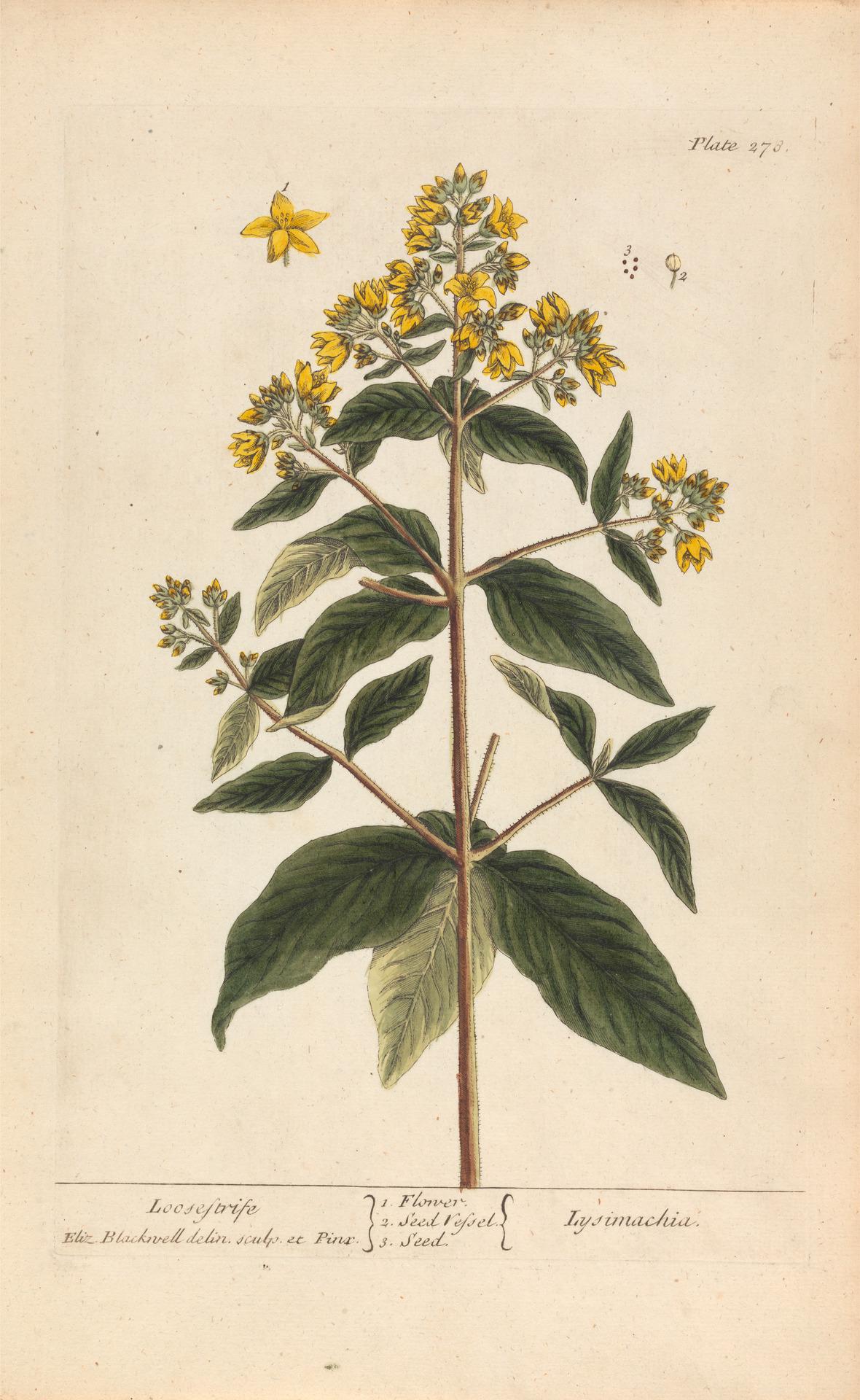 Ilustración botánica de una lisimaquia realizada por Elizabeth Blackwell en 1737