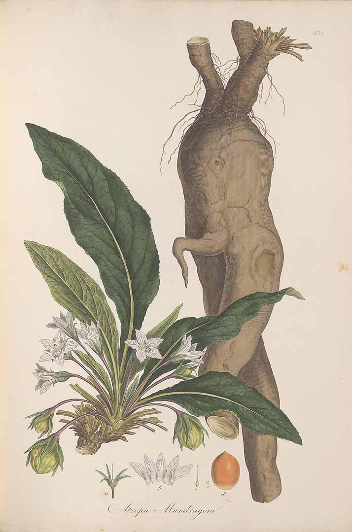 Ilustración botánica de Mandragora officinarum