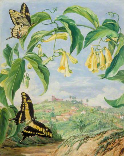 Bignonia amarilla y mariposas cola de golondrina con una vista de Congonhas, Brasil, pintura de Marianne North